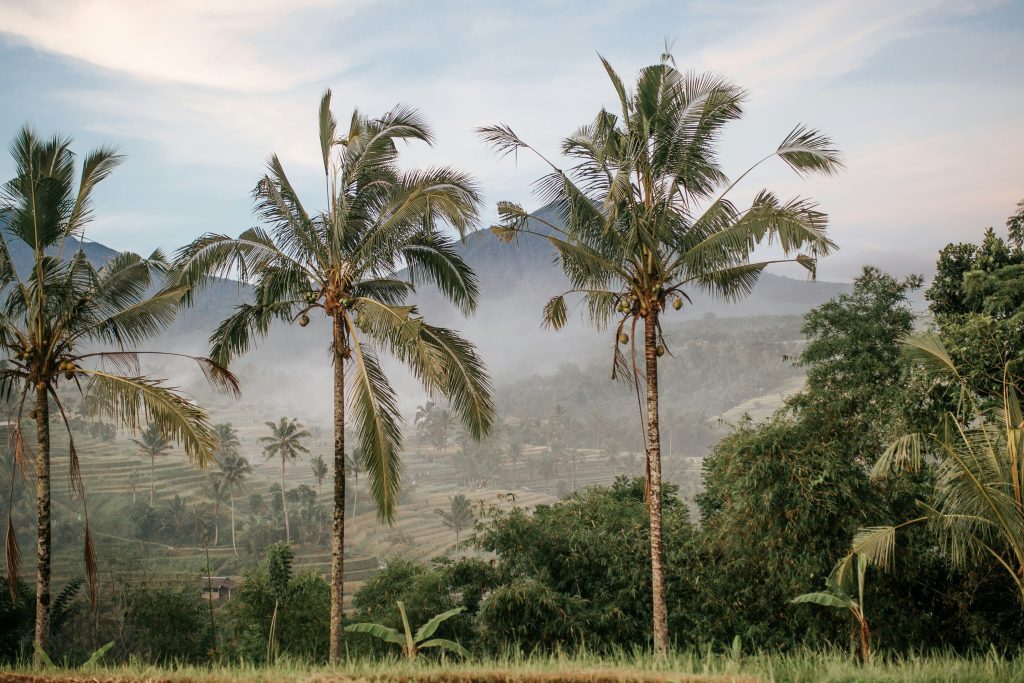 Landscape view of coconut trees and fields in Goa