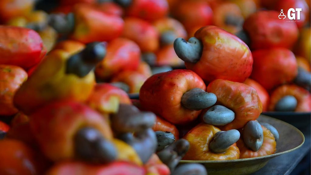 Stomping cashew apples is part of the annual Cashew Fest in Goa. Source: Gomantak Times