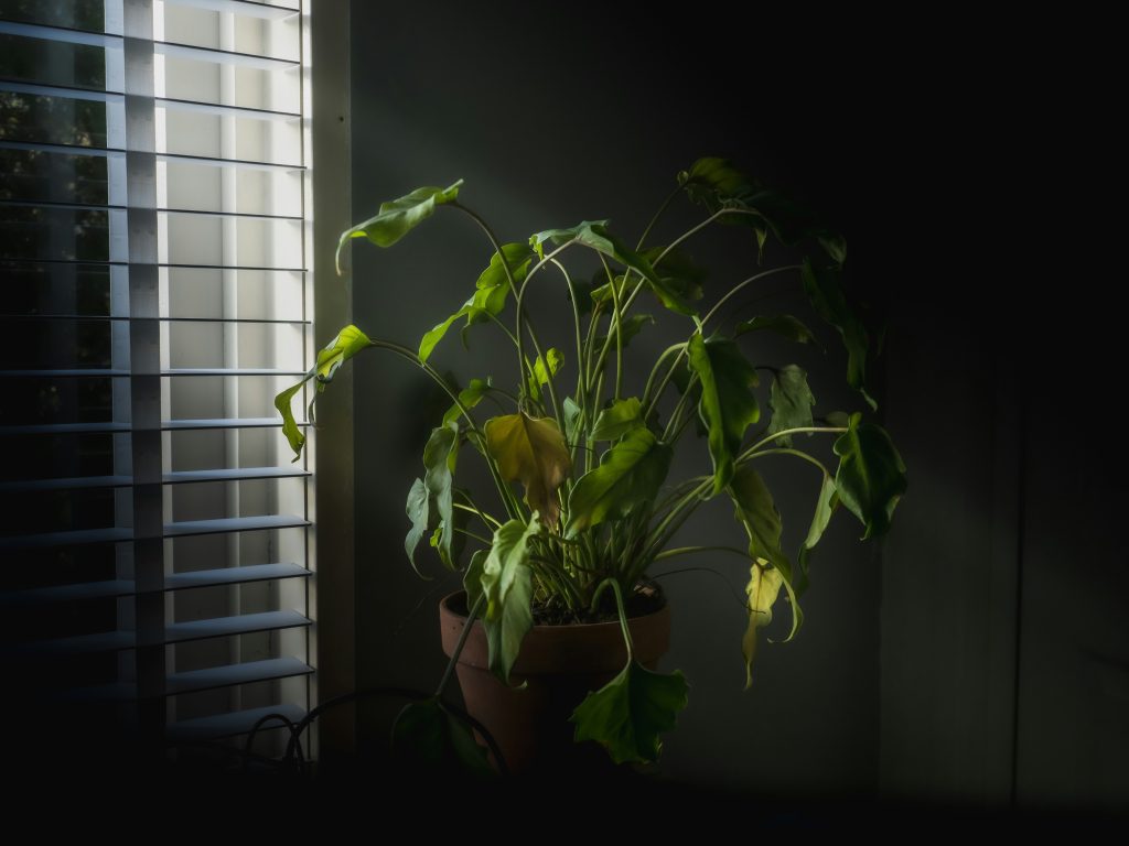 Indoor Plants bring life and tranquility to any space. Source: Sven Brandsma, Unsplash