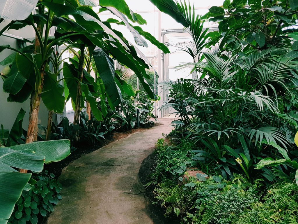Xeriscaping is a landscaping style that uses drought-tolerant plants, mulches, and other features to reduce the need for irrigation. Source: Pexels