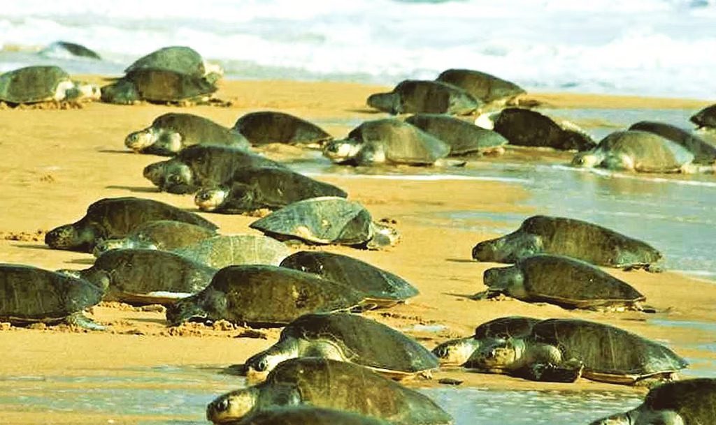 Restrictions on beachside construction help preserve the beach and marine ecology such as the breeding of the endangered Olive Ridley Turtle. Source: Gomantak Times