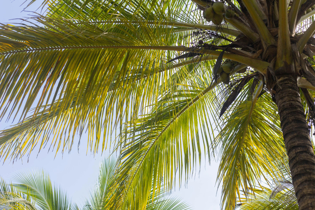 The palm leaves of coconut trees are perhaps one of the most iconic symbols of Goa.
