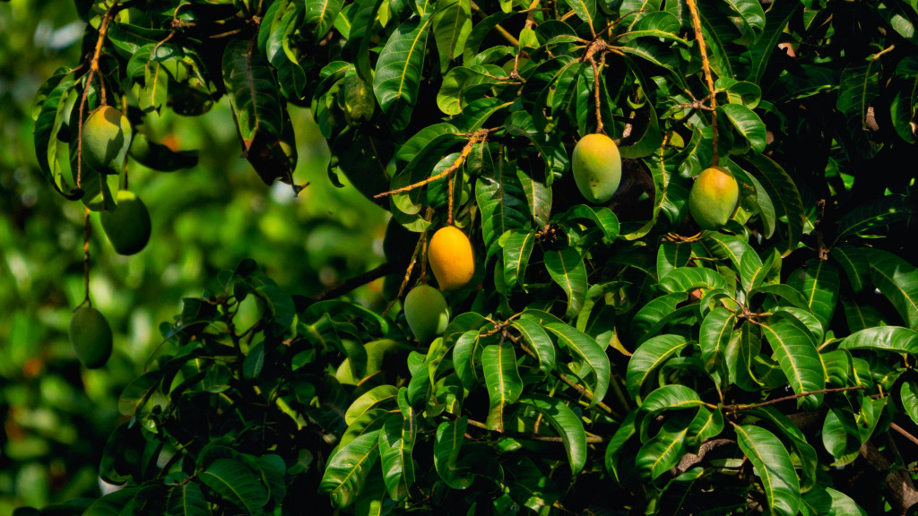 Mango tree on a luxury property in Goa