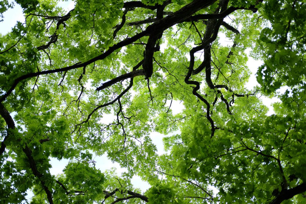 Tree canopies take hundreds of years to form and create a cool, relaxing environment.