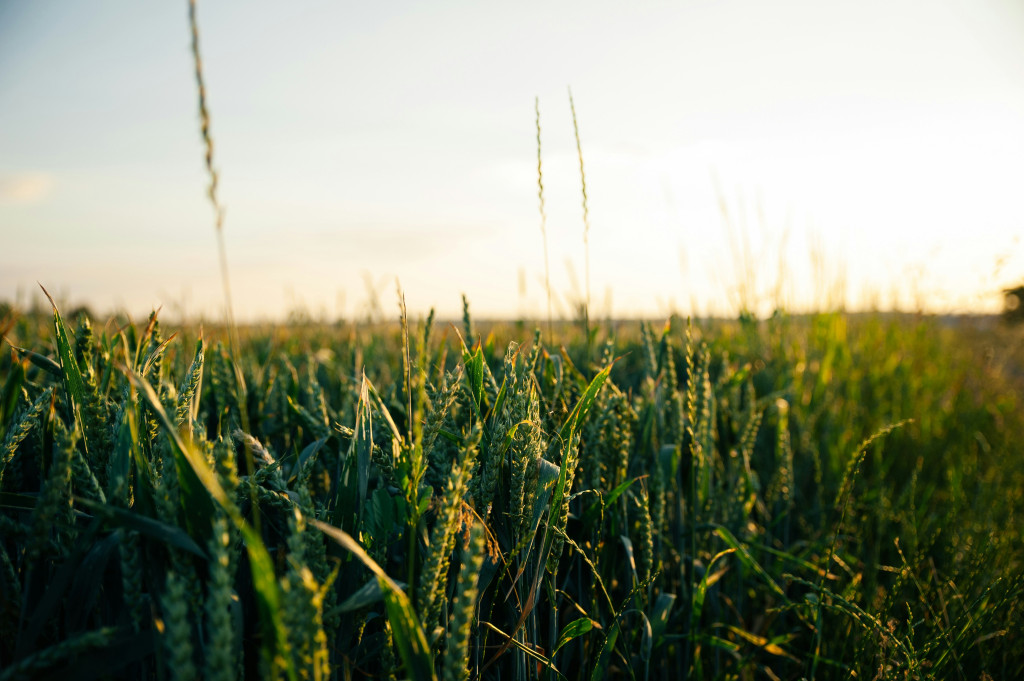 Close up of crop in a lush field in Siolim