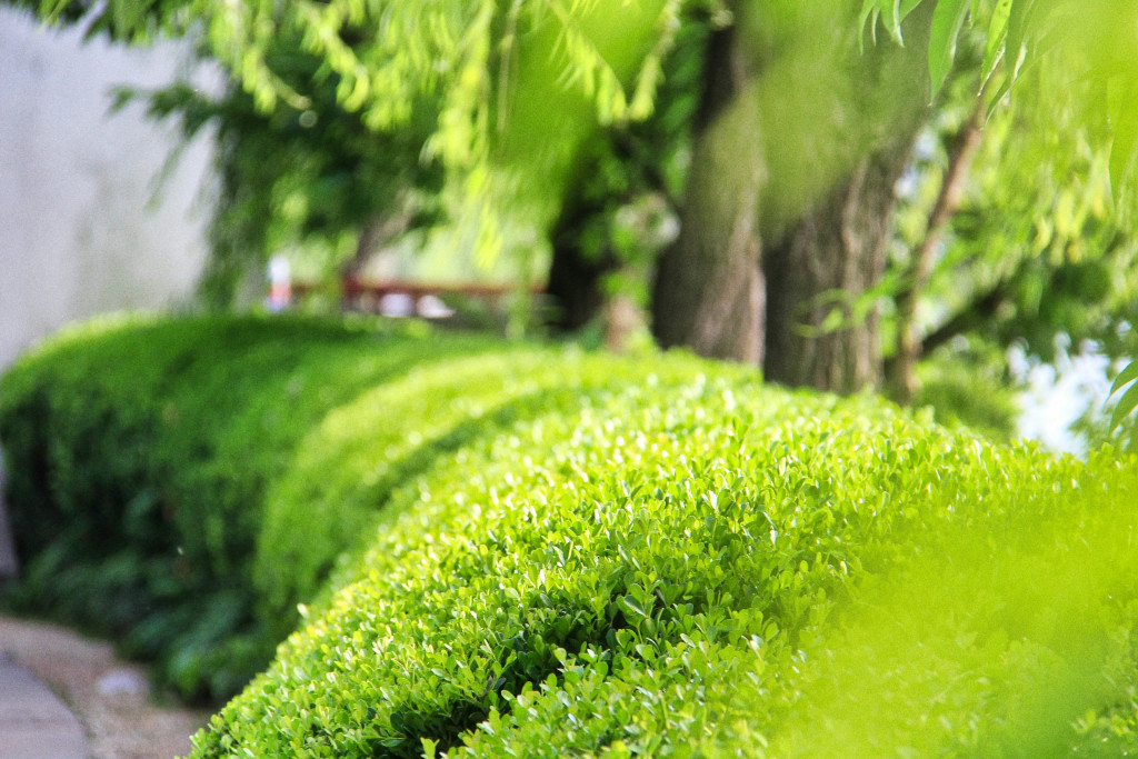 Neatly trimmed hedges in a luxury gated community
